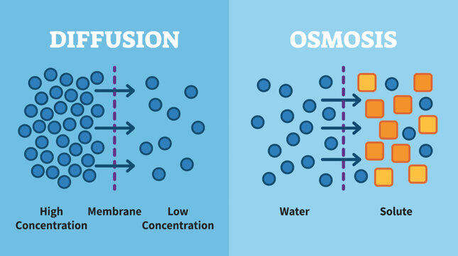 Osmosis and Diffusion Across Cell Membrane