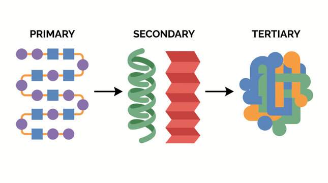Protein Folding Secondary Tertiary Structure