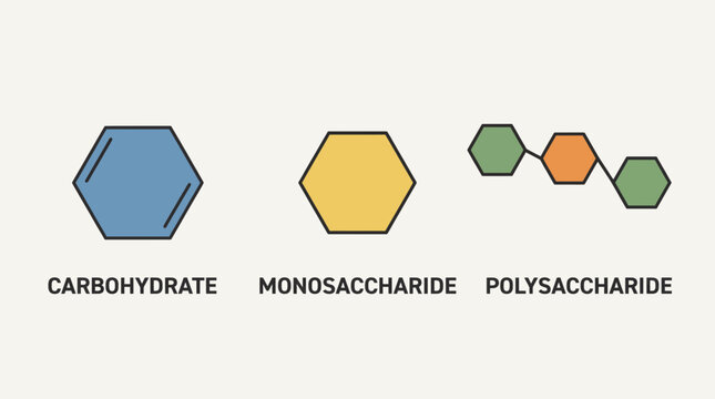 Carbohydrate Monosaccharide Polysaccharide Structure