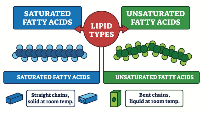 Lipid Types Saturated Unsaturated Fatty Acids