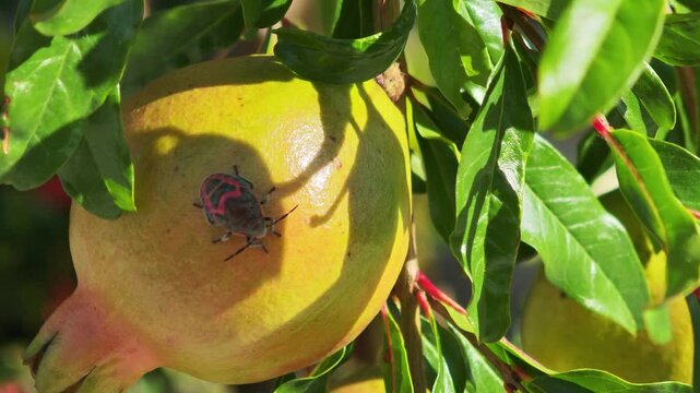 The Man-faced stink bug infests pomegranate fruit. Fruit of the pomegranate tree