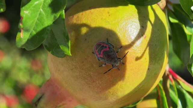 The Man-faced stink bug infests pomegranate fruit. Fruit of the pomegranate tree