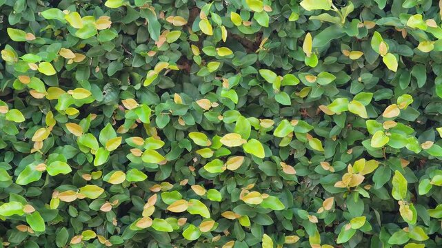 Climbing vines on a fence, ivy