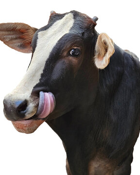 Funny close-up portrait of a black and white cow licking its nose isolated on transparent background