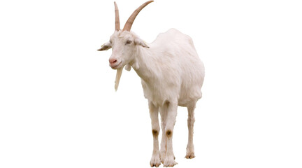 Fototapeta premium young goat PNG on Transparent background