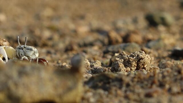Fiddler crab with large claw on muddy beach wildlife nature 대한민국 한국 게 농게 흰발농게 큰집게다리 집게발 갯벌 진흙 해변 바다 바닷가 해안선 생태계 자연 환경 야생동물 서해안 남해안 생물학 관찰 탐험 야외 풍경 여행지 관광지 로컬 라이프스타일 활기찬 에너지 하루 일상 클로즈업 외형 무늬 패턴 질감 텍스처 