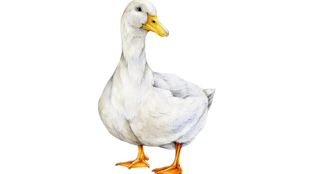 goose isolated on white