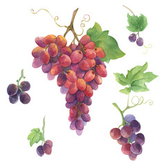 Fototapeta premium A set of hand-painted watercolor grape branches in various variations.