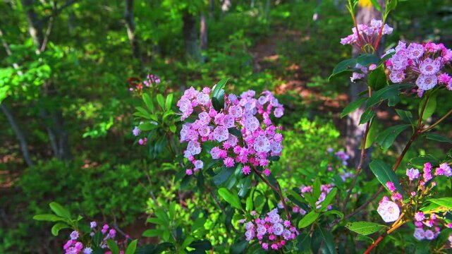 Mountain laurel flower wild flower wildflowers shrub branch macro closeup in Wintergreen Resort at Blue Ridge Mountains, Virginia