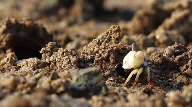Fiddler crab with large claw on muddy beach wildlife nature 대한민국 한국 게 농게 흰발농게 큰집게다리 집게발 갯벌 진흙 해변 바다 바닷가 해안선 생태계 자연 환경 야생동물 서해안 남해안 생물학 관찰 탐험 야외 풍경 여행지 관광지 로컬 라이프스타일 활기찬 에너지 하루 일상 클로즈업 외형 무늬 패턴 질감 텍스처 