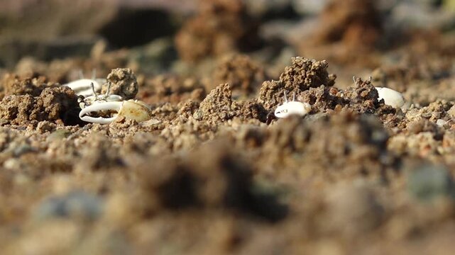 Fiddler crab with large claw on muddy beach wildlife nature 대한민국 한국 게 농게 흰발농게 큰집게다리 집게발 갯벌 진흙 해변 바다 바닷가 해안선 생태계 자연 환경 야생동물 서해안 남해안 생물학 관찰 탐험 야외 풍경 여행지 관광지 로컬 라이프스타일 활기찬 에너지 하루 일상 클로즈업 외형 무늬 패턴 질감 텍스처 