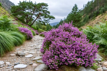 Obraz premium Purple heather blooming along rocky path in Scottish Highlands