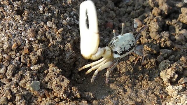 Fiddler crab with large claw on muddy beach wildlife nature 대한민국 한국 게 농게 흰발농게 큰집게다리 집게발 갯벌 진흙 해변 바다 바닷가 해안선 생태계 자연 환경 야생동물 서해안 남해안 생물학 관찰 탐험 야외 풍경 여행지 관광지 로컬 라이프스타일 활기찬 에너지 하루 일상 클로즈업 외형 무늬 패턴 질감 텍스처 