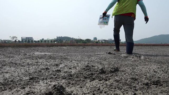 Walking through seablite Suaeda japonica community on muddy tidal flat 대한민국 한국 서해안 남해안 갯벌 염생식물 칠면초 함초 군락지 뻘배 장화 발걸음 어부 노동 생산 전통 어업 수산업 자연 환경 생태계 과학 관찰 지질 지형 해변 바다 바닷가 해안선 풍경 여행지 관광지 명소 아날로그 감성 평화로운 분위