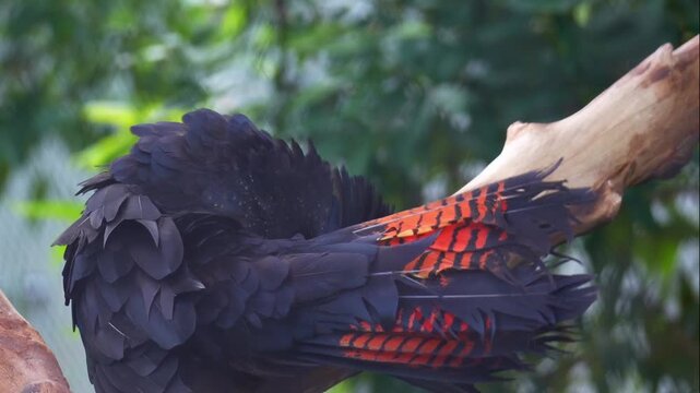 A Red-tailed Black Cockatoo (Calyptorhynchus banksii) perches on tree branch, preening and grooming its feathers, close up shot.