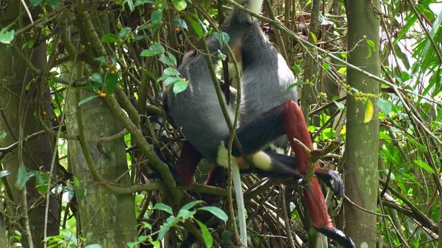 Close up shot of two Red shanked douc langur rest on a tree branch amidst the lush environment.
