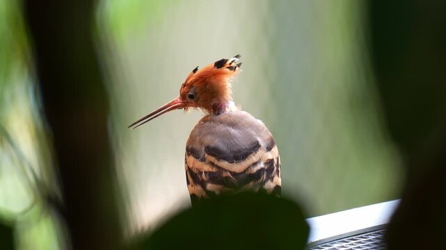 A Eurasian hoopoe (Upupa epops) exhibits a natural post-breeding molt, with exposes a bare, wrinkled patch of skin on its neck, close up shot.
