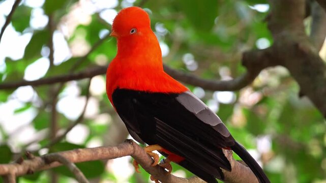 A male Andean cock-of-the-rock (Rupicola peruvianus) perches on a branch under the lush canopy, close up shot.