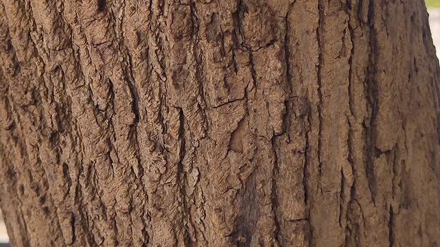 Close-up footage of carpenter ants moving across textured tree bark, ideal for wildlife documentaries, pest behavior, ecosystem studies, biodiversity, and natural environment concepts.
