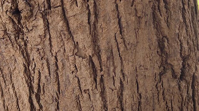Close-up of carpenter ants moving across textured tree bark. Useful for pest control content, insect behavior studies, forest ecology, biodiversity and wildlife documentaries.