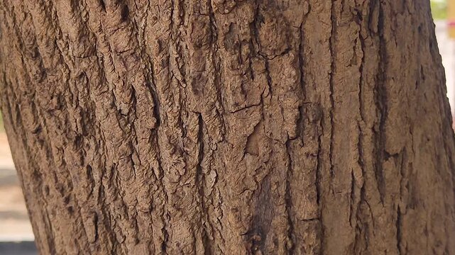 Detailed macro shot of rough tropical tree bark texture in natural daylight. Ideal for nature documentaries, environmental storytelling, background texture, and ecology projects.