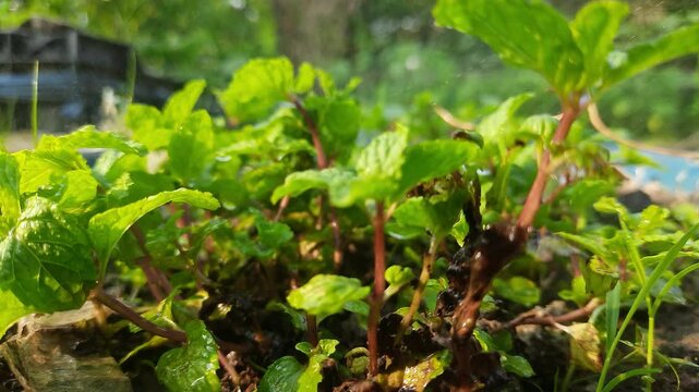 Fresh green mint leaves growing in a garden, closeup shot of organic peppermint plants with reddish stems in sunlight, vibrant herb garden background