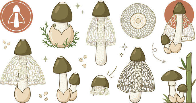Bamboo Fungus Vector Element Set Featuring Veiled Lady Mushroom Growing Stages Nether Lace Skirt Detail and Organic Forest Habitat Botanical Graphic Designs