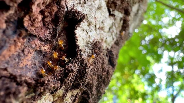 Rare macro footage of multiple termite queens moving inside an active termite colony. Worker termites surround reproductive termites within a natural nest in a decaying tree trunk.