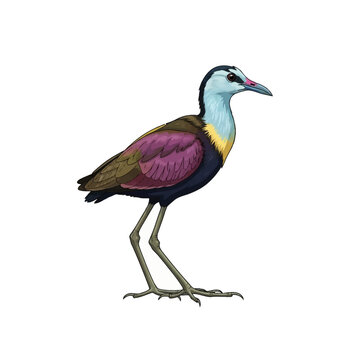 Detailed vector illustration of a Wattled Jacana bird (Jacana jacana) showing its long legs and large toes, colorful chestnut and purple plumage, isolated on a white background.