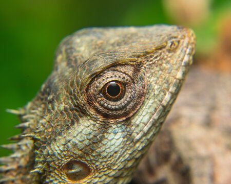 Extreme close-up portrait of Common Garden Lizard eye with detailed scales, Sri Lanka tropical wildlife macro photography