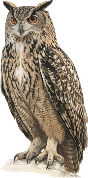 Bubo bubo illustration art