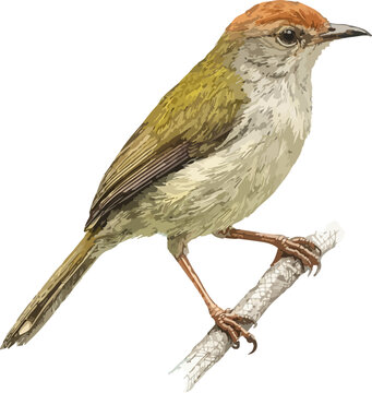 Orthotomus sutorius illustration art