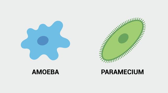 Protist Kingdom Amoeba and Paramecium Types