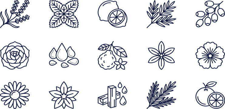 Botanical Essential Oil Ingredient Line Icon Set for Natural Fragrance Aromatherapy and Skincare Design