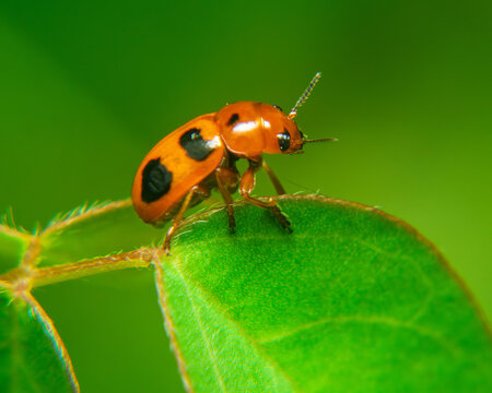 Orange spotted beetle perched on green leaf in tropical garden, vibrant macro wildlife photography Sri Lanka