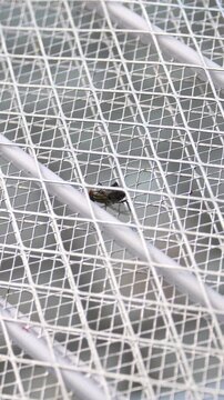 Electric insect racket with electrocuted fly on mesh