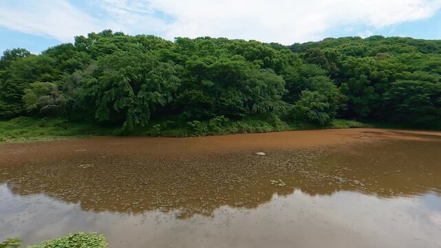 Redish brown pond water caused by plankton bloom, natural phenomenon