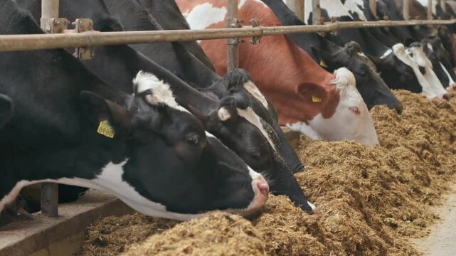 Cows eating feed in barn, close up, agricultural farming, livestock industry, dairy production, motion footage, rural life, sustainable agriculture, country scene, domestic animals, food source.