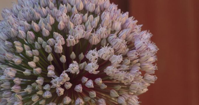 Detailed macro of a blooming onion flower head