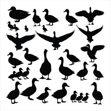 Black duck silhouettes isolated on white