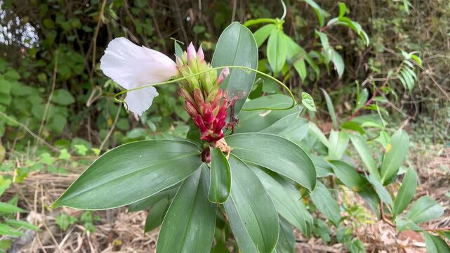 Costus speciosus crepe ginger flower blooming beautifully in nature