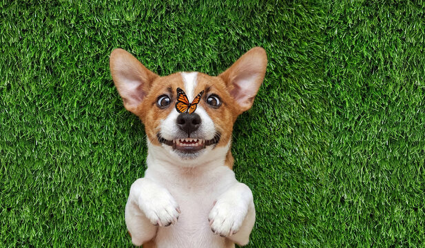 Smiling puppy with butterfly on his nose lying on green grass.