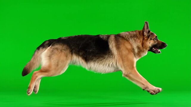 German Shepherd Running on Green Screen, 4K 60fps Action Dog Footage