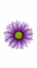 Obraz premium Violet Bloom's Radiant Embrace