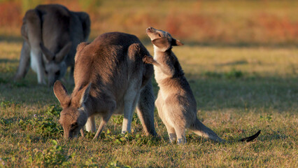 Baby Joey Kangaroo Nuzzling Adult Mother While Grazing in Golden Sunset Light © blueringmedia