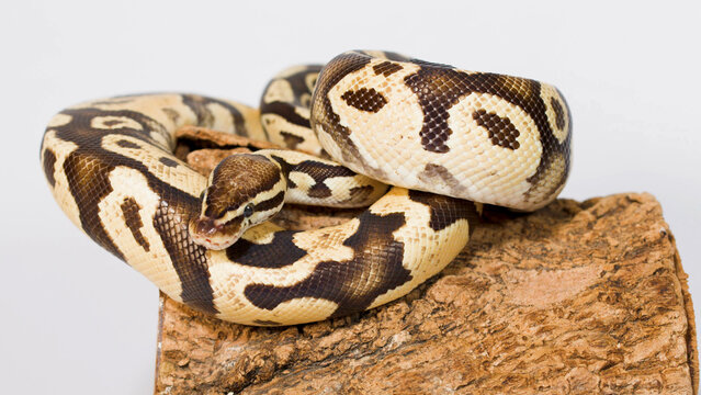 Coiled Ball Python Resting on a Natural Bark Perch