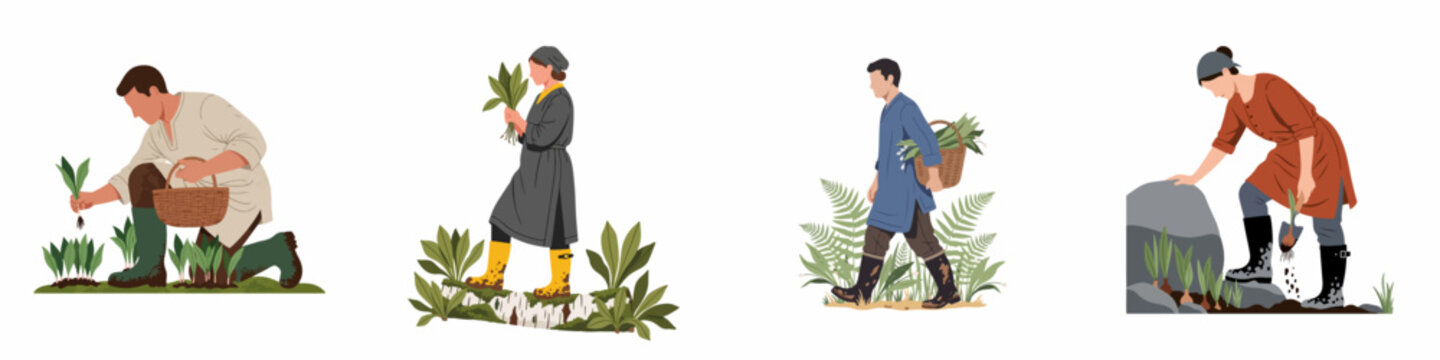 Set of flat vector illustrations depicting people foraging and harvesting wild garlic or ramsons in the forest during springtime.