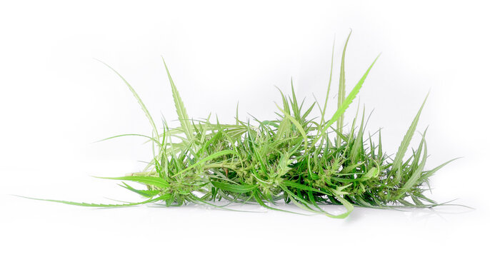 Marijuana isolated on white background.