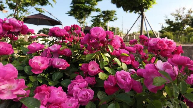 Blooming Pink Roses in Urban Park