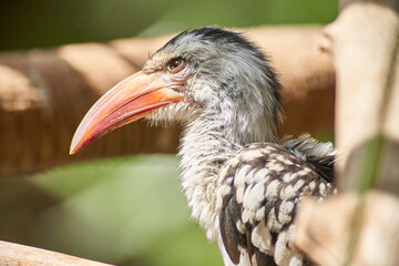 Close-up portrait of a hornbill with bright orange beak perched on a wooden branch in nature © Tobias